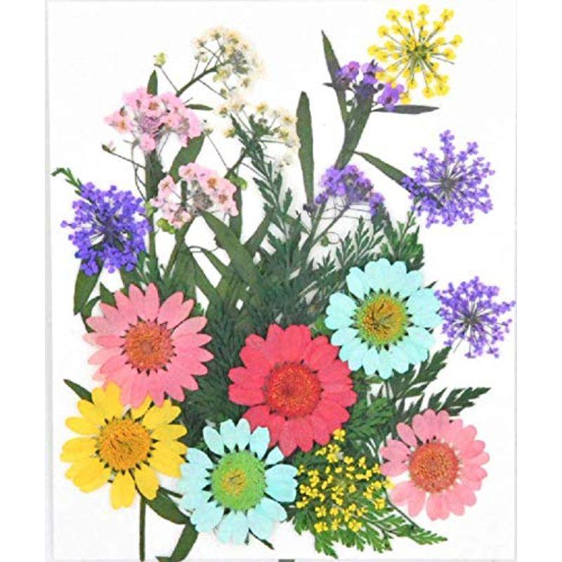 DIY用 押し花 ドライフラワー ブリザードフラワー 初夏の配色 通販 LINEポイント最大GET LINEショッピング