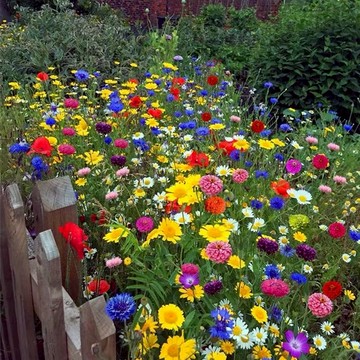 【打造小花海】野花種子組合｜懶人撒播 四季開花｜蜜源植物 吸引蝴蝶｜陽台庭院 綠化首選 開花超美 #花海類#林木花卉種籽