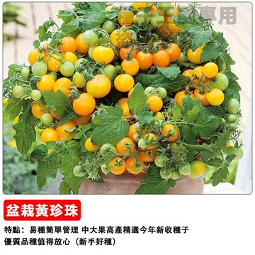 （48h出貨）盆栽黃珍珠番茄種子（櫻桃小番茄）高產無限生長小果千禧西紅柿種子~盆栽蔬菜種子#tomato