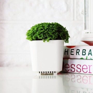 可愛植物 - 冰淇淋捲柏