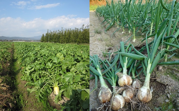 野菜セット おまかせ 10～15種 旬 朝倉市産 配送不可 離島