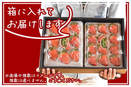 ＜高級いちご「おおきみ」（9～12粒×2パック 合計約760g以上）＞2024年1月中旬～4月末迄に順次出荷