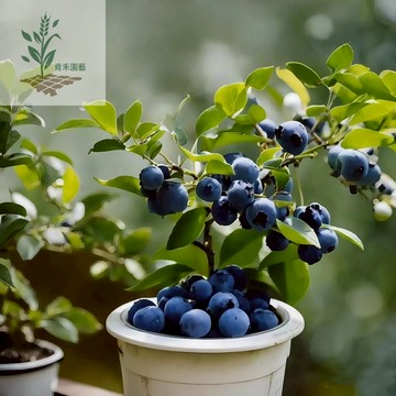 青禾園藝（薄霧藍莓種子）BM-2 盆栽藍莓南北部可種 結果多、甜度高果粒中大有香味#Blue Berry水果種子