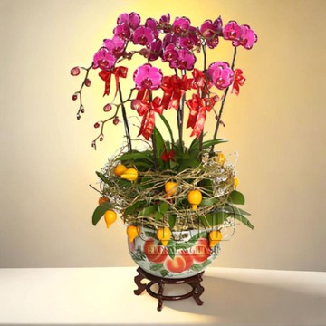 格蘭花店 - 如意吉祥 蝴蝶蘭6棵配五代果配飾 (NY13OR-30)
