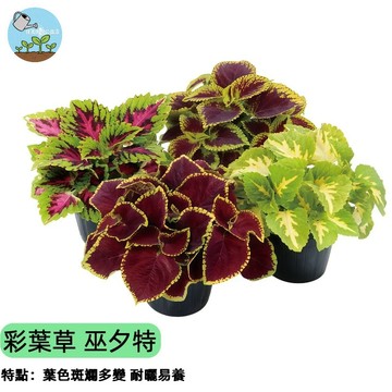 【陽台調色盤】彩葉草種子 巫夕特混色系列 葉比花美 室內觀葉植物 超好種 多年生 耐陰 居家綠化 四季播種好養