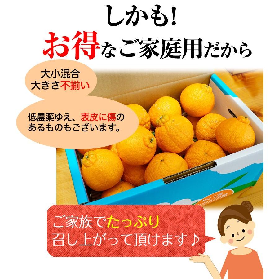 ご予約開始 ご家庭用 不知火（デコポン）露地栽培の樹上完熟デコポン「熟デコ」和歌山県産（送料無料）サイズ不揃い、多少の傷有り 5kg（約20玉）(fy6)