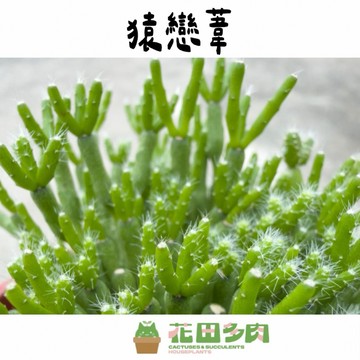 《花田多肉》🌵【猿戀葦】 3吋盆 仙人掌/雨林仙人掌/多肉/多肉植物/園藝/盆栽/戶外植物/防小人/組盆/龍舌蘭/塊根