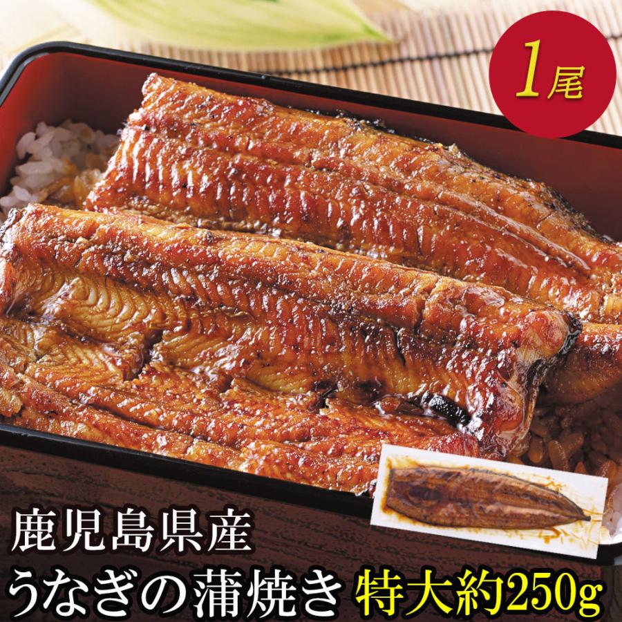 うなぎ 超特大 国産 蒲焼き 鰻 開き お取り寄せ ギフト お歳暮 2023 冬ギフト プレゼント 贈り物 美味しい タレ 鹿児島 お得 250g 1尾