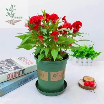 青禾園藝（鷄冠花種子）青葙種子 室外花種子大花鷄冠花耐寒耐陰花籽庭院花卉種子四季開花易活花#台灣自留種