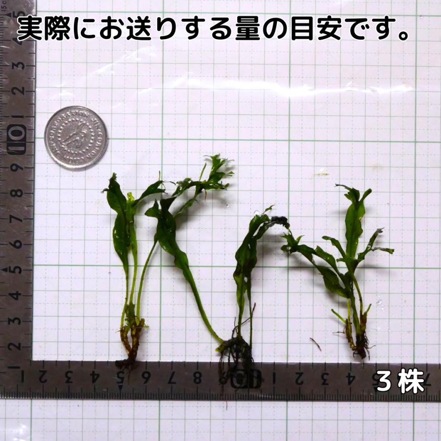 ミクロソリウムナローリーフ  (6株12葉前後) 水草 陰性水草 アクアリウム 送料無料 シダ