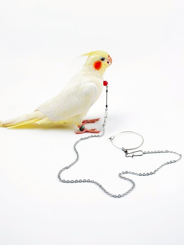 遛鳥繩 鸚鵡脖套不鏽鋼玄鳳虎皮牡丹蠟嘴伯勞八哥中小型鎖鏈訓練鳥脖套繩【MJ16829】