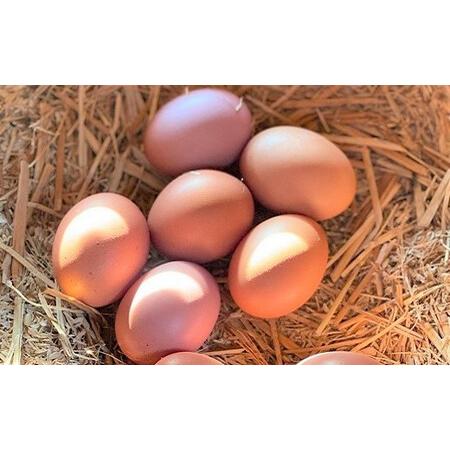 ふるさと納税 すぎう卵の野良飼い有精卵18個 [0033-0002] 千葉県鴨川市