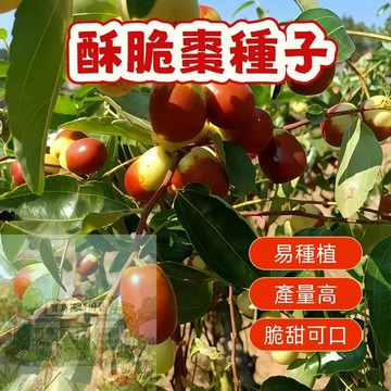 🍐棗子種子 （酥脆棗種子）酥脆棗種子｜居家盆栽首選｜超甜爆汁稀有果樹｜高發芽率｜夢幻景觀植物