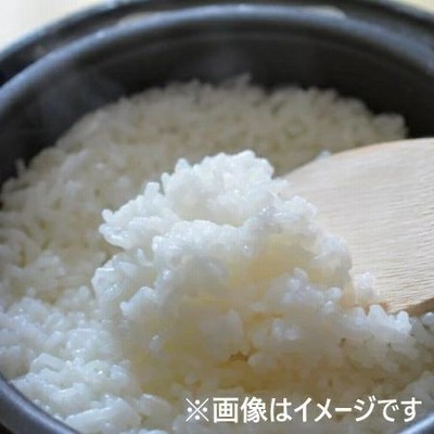 楽天市場】コシヒカリ 精米 山形県産 10kg お米 こしひかり 米