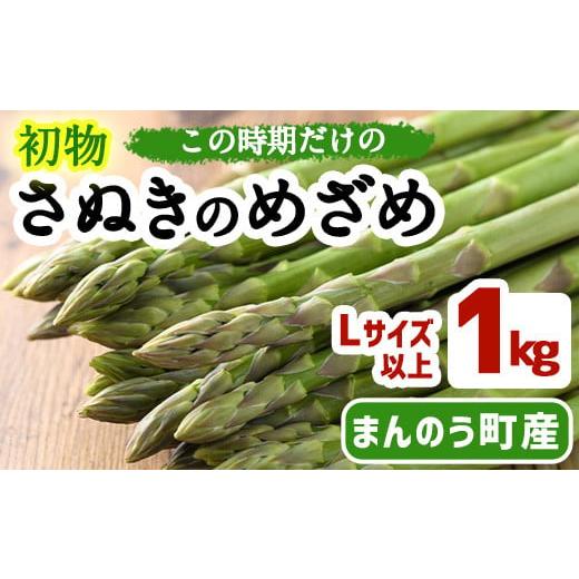 ふるさと納税 香川県 まんのう町 ＜先行予約！2024年2月以降順次発送予定＞初物！アスパラガス さぬきのめざめ (約1kg／Lサイズ以上)北海道・沖縄・離島への配…