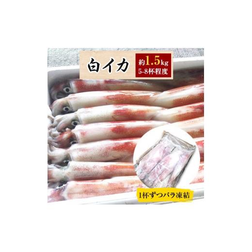 ふるさと納税 兵庫県 新温泉町 兵庫県新温泉町　白イカ(冷凍)約1.5kg(5-8杯程度入)