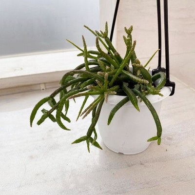 観葉植物/リプサリス：バッキフェラ　3号吊り鉢