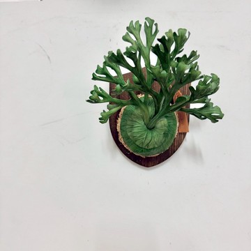 皮革製 P. ridleyi 亞猴鹿角蕨上板_送禮/收藏