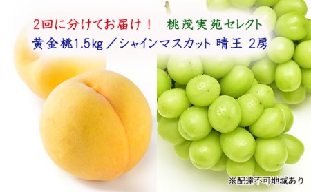 桃 ぶどう 2024年 先行予約 黄金桃 1.5kg シャインマスカット 晴王 2房 1房550g以上 2回に分けてお届け！もも 葡萄 定期便 岡山 国産 フルーツ 果物 ギフト 桃茂実苑