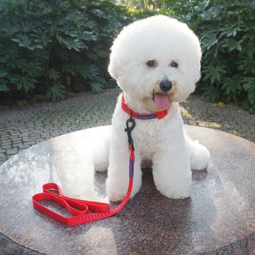 中小型犬狗狗鏈子寵物脖帶尼龍項圈加牽引繩泰迪博美比熊金毛狗繩