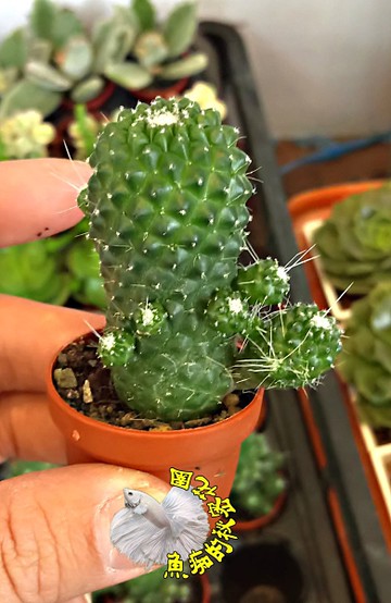 子吹奇隆丸軟體仙人掌 １吋盆迷你多肉盆栽活體仙人掌多肉盆栽送禮小品盆栽半日照佳 Yahoo奇摩超級商城 Line購物