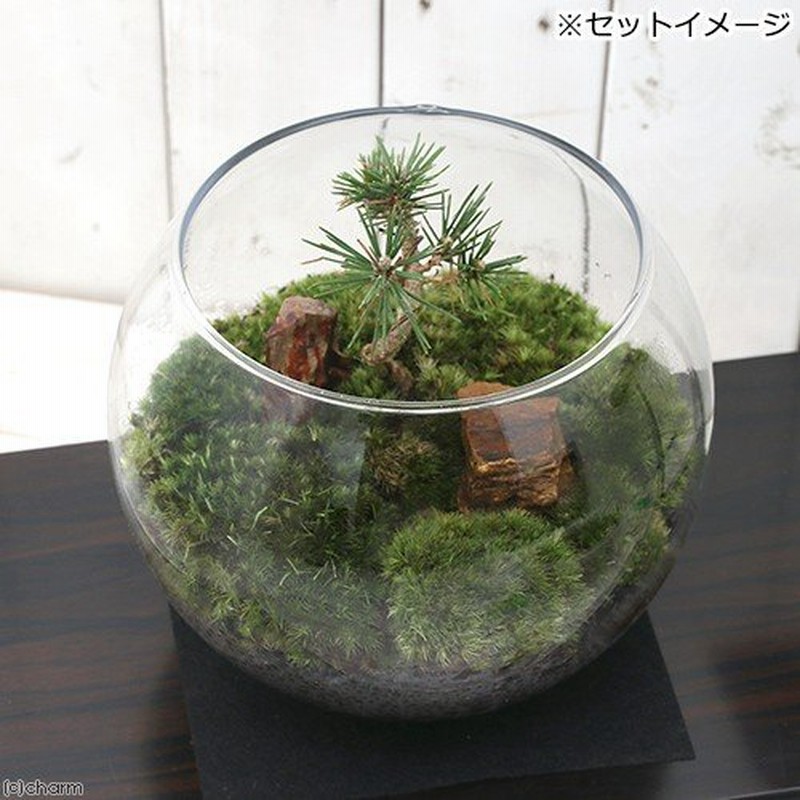 観葉植物 苔テラリウム 和景レイアウトセット 黒松 説明書付 通販 Lineポイント最大0 5 Get Lineショッピング