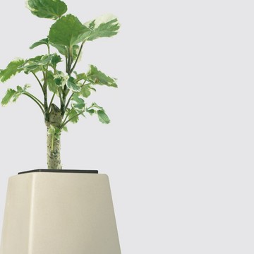 │ 方盆系列 │ 斑葉福祿桐 - 水耕盆栽 陶瓷盆器 辦公室植物