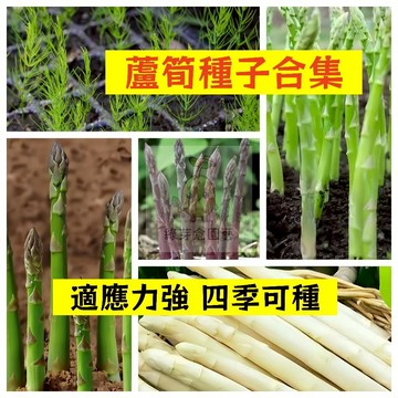 🌱早熟高產（蘆筍種子大全）四季可種 適應力強 不挑土壤 生長勢快 抗病性強 石刁柏 易種植 高產陽台盆栽蔬菜種籽