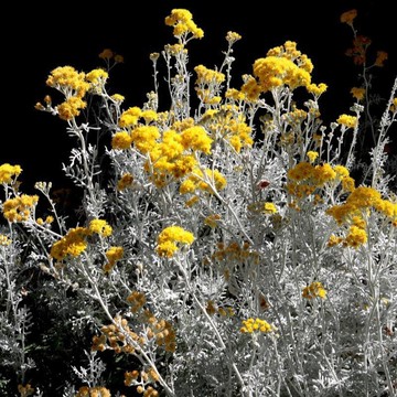 🏵️【銀葉菊種子】🏵️現貨速發 多年生菊花種子 四季懶人花卉種子 庭院盆栽露台花海種子 撒下就活 Seed 耐旱耐旱花種