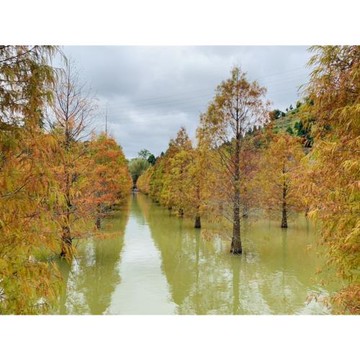 桃園旅遊｜三灣落羽松秘境.公館拔芋頭體驗.石門水庫賞楓.採蓮藕體驗.南風莊園二日-25TNTAOVIG