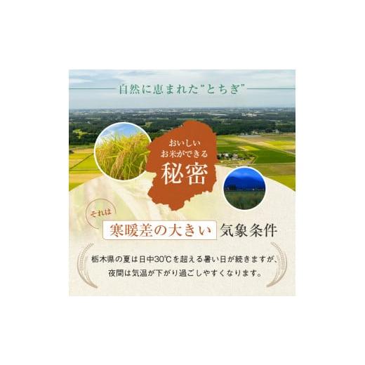 ふるさと納税 栃木県 真岡市 栃木県産 こしひかり 20kg×6回 真岡市 栃木県 送料無料