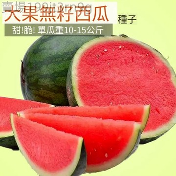 現貨🍉【花皮無籽西瓜種子】🍉（100粒） 紅瓤特大高產薄皮 春季夏季四季西瓜種籽水果種子 農家庭院陽台盆栽種子