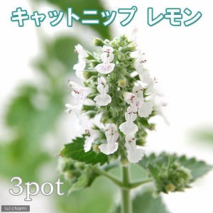 （観葉植物）ハーブ苗　キャットニップ　レモン　３号（３ポット）　猫草　家庭菜園