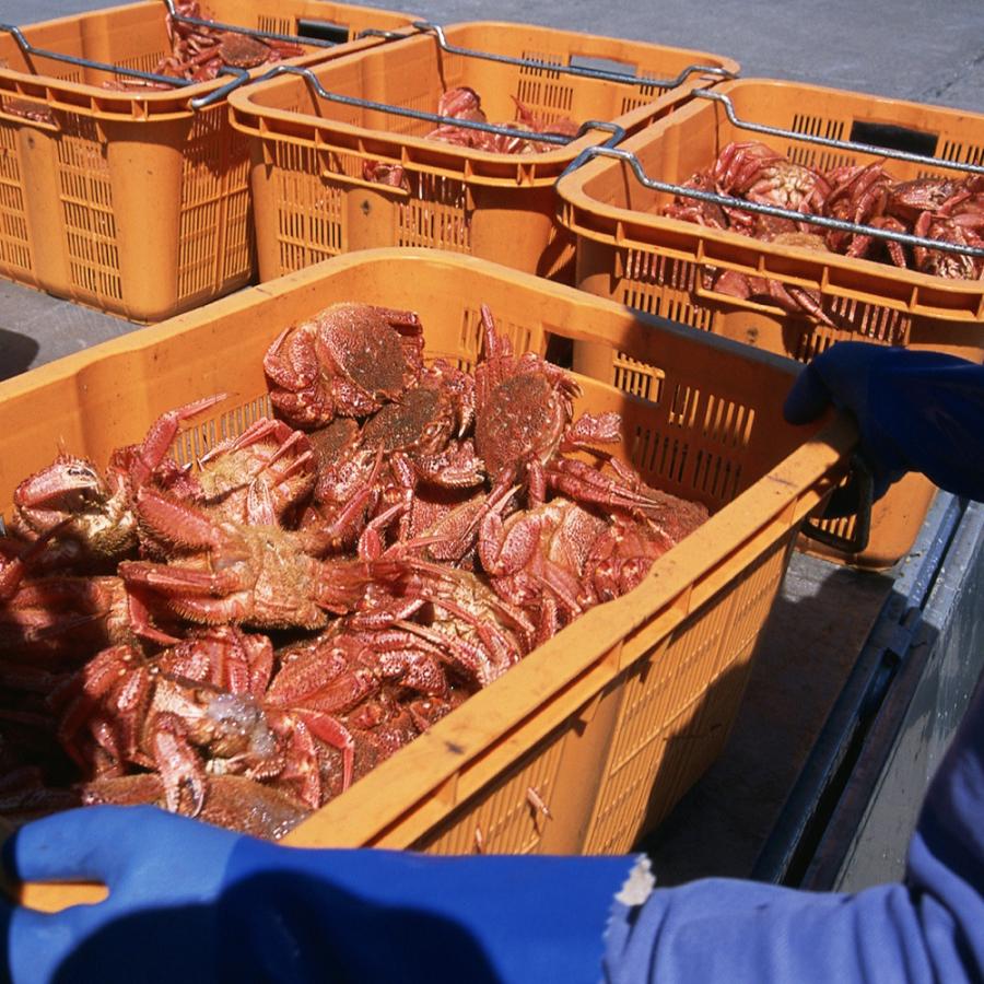 かに カニ 蟹 北海道産 冷凍 ボイル 毛蟹 6尾 2500〜2700g   お取り寄せ お土産 ギフト プレゼント 特産品 お歳暮 おすすめ  