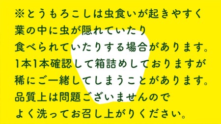  朝採り 白い とうもろこし ピュアホワイト 約 6kg トウモロコシ 期間限定 甘い 生食 [AX028ya]