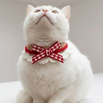 🐩寵物項圈🐈 寵物衣服 生日佈置 收涎佈置 生日慶生 收涎派對 週歲生日佈置 性別派對 寵物生日佈置套組 週年紀念日