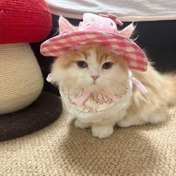 💕在臺出貨🔥貓咪帽子夏季薄款kitty貓防曬遮陽帽寵物ins風拍照裝扮漁夫帽圍兜 貓咪帽子 貓帽子 貓咪帽 貓帽 寵物帽