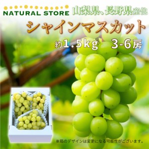 [最短順次発送]  シャインマスカット 約1.5kg 3-6房入 山梨県 種なし 果物 -n1031  秋ギフト  果実ギフト