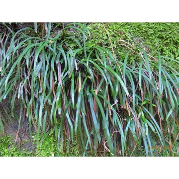苔鑽🍀買3送1!!書帶蕨 1株/蕨類植物/蕨類小品/療癒蕨品/觀葉植物/居家飾品/盆栽/造景