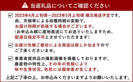 宇城市産 あーちゃん家の 不知火 訳あり 10kg