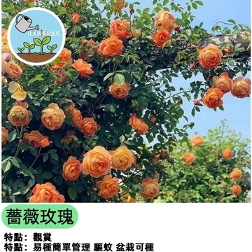 【台灣熱賣】四季開花 迷你玫瑰 盆栽花卉 多年生 庭院陽台 觀賞植物 玫瑰種子 薔薇種子 愛情之花 易種活