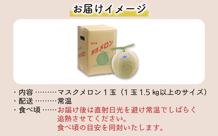 青肉マスクメロン（1.5kg以上 1玉入）味も見た目も抜群！アールスメロン    あわら 期間限定 果物 フルーツ 産地直送 青肉 人気 ギフト 贈答 ※2024年7月上旬より順次発送