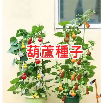台灣現貨【葫蘆種子】 盆栽 觀賞 食用 福祿 吉祥 植物 爬藤 庭院 陽台 栽培 易種 好養 新手友善 居家綠化