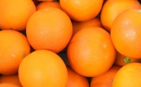 国産濃厚ブラッドオレンジ「タロッコ種」5kg★2024年4月中旬頃より順次発送予定
