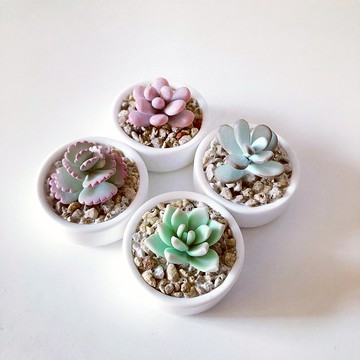 熊童子 仿生黏土多肉植物 舊 蝦皮 商城 Line購物