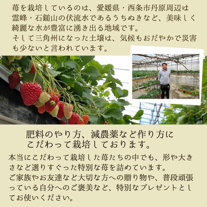 1月〜2月分予約 減農薬 愛媛産 いちご 紅白 詰め合わせ 400g 12〜18粒 化粧箱入 苺 イチゴ 産地直送 あまおとめ あまえくぼ 紅ほっぺ 紅い雫 淡雪