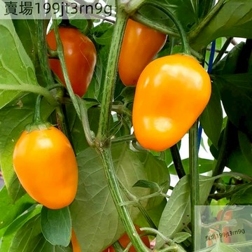 現貨🌶️【Rocoto辣椒種子】🌶️（100粒）新貨 （特辣） 植物矮小並多產 高度1--1.5--2米 庭院陽台盆栽