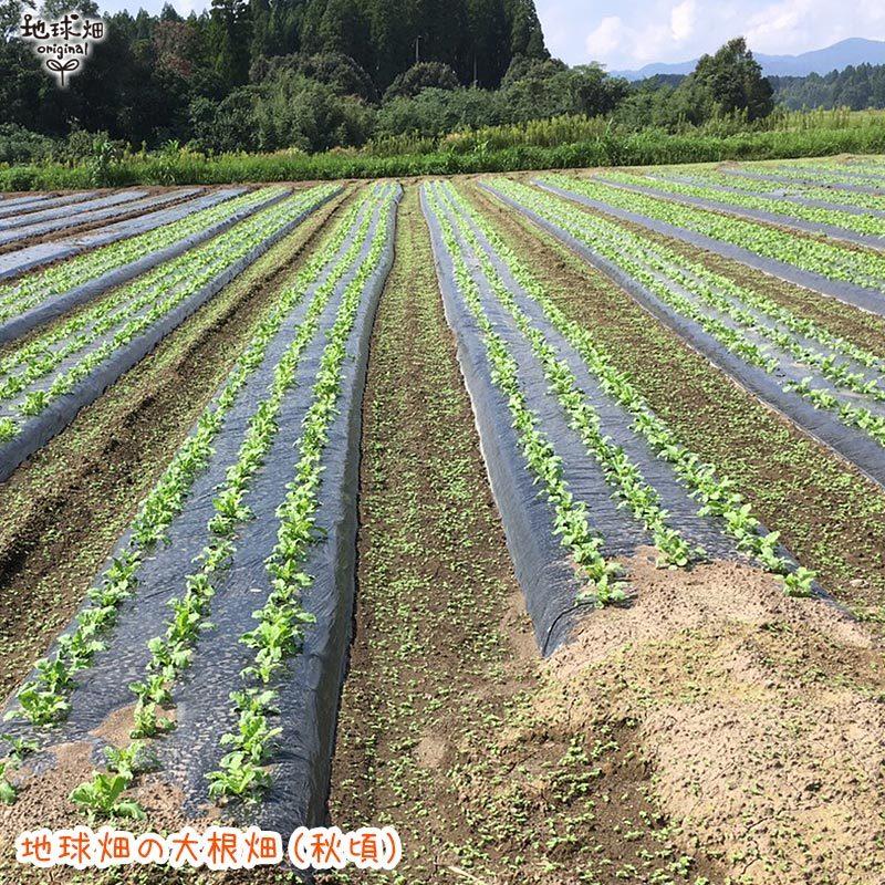 大根 6本 有機栽培 冷蔵便 鹿児島県産 宮崎県産 だいこん ダイコン 九州産 九州野菜 まとめ買い 化学肥料・農薬不使用 organic 発送期間11月下旬〜4月