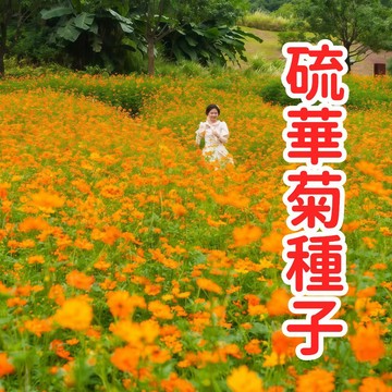 硫華菊種子 金光菊種子 台灣現貨 太陽花 波斯菊 秋播花卉 耐熱易開花 爆盆庭院陽台 四季可種 野花花種 蜜源植物