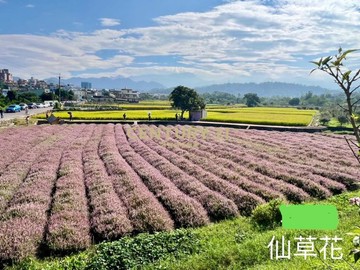 專任楊梅楊湖路旁方正農地｜桃園市楊梅區上湖段